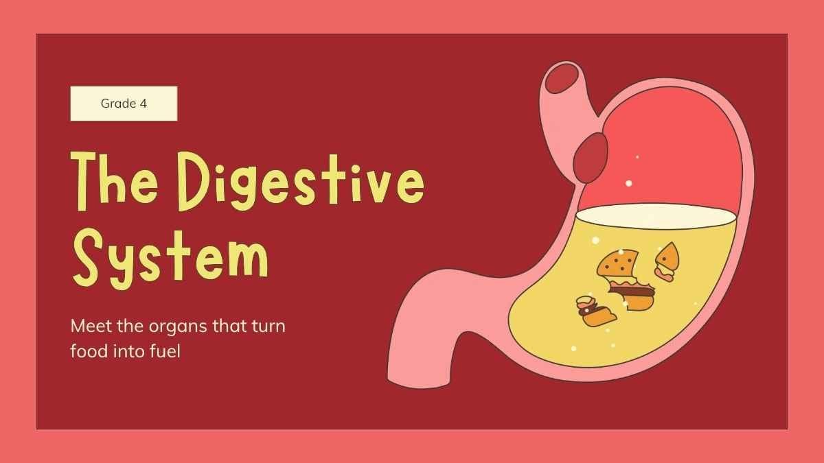 Slides Ilustrados do Sistema Digestório para o 4º Ano - deslizar 1