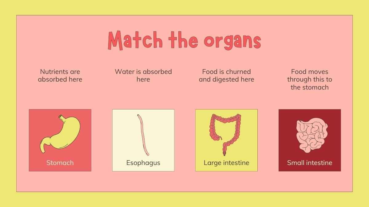 Slides Ilustrados do Sistema Digestório para o 4º Ano - deslizar 12