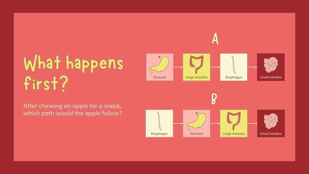 Slides Ilustrados do Sistema Digestório para o 4º Ano - deslizar 3